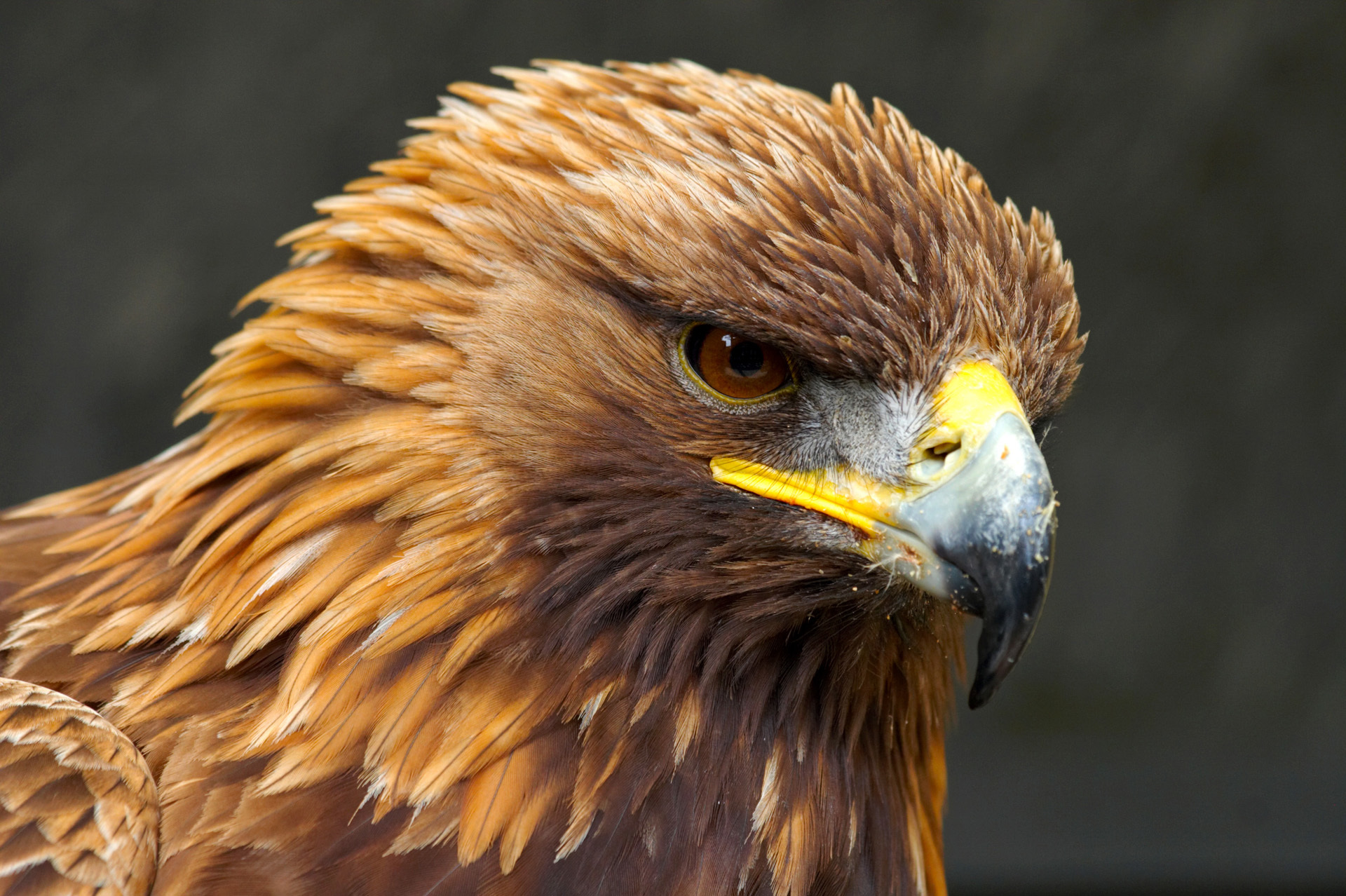 A mature male golden eagle.