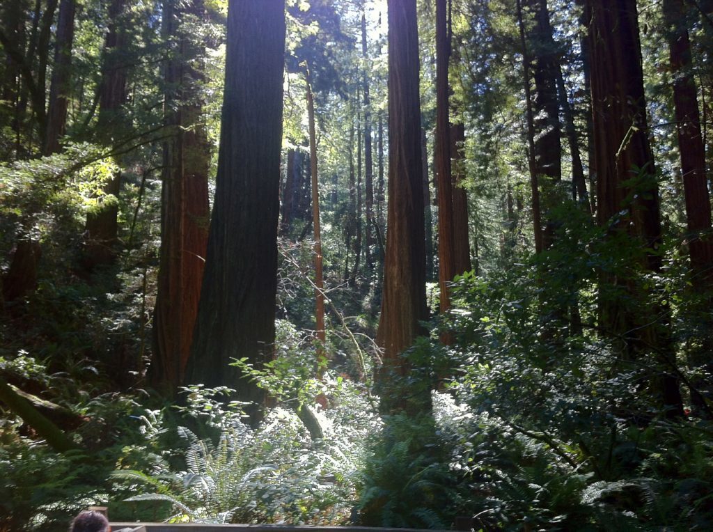 Shafts of sunlight penetrate the canopy at Muir Woods National Monument. 