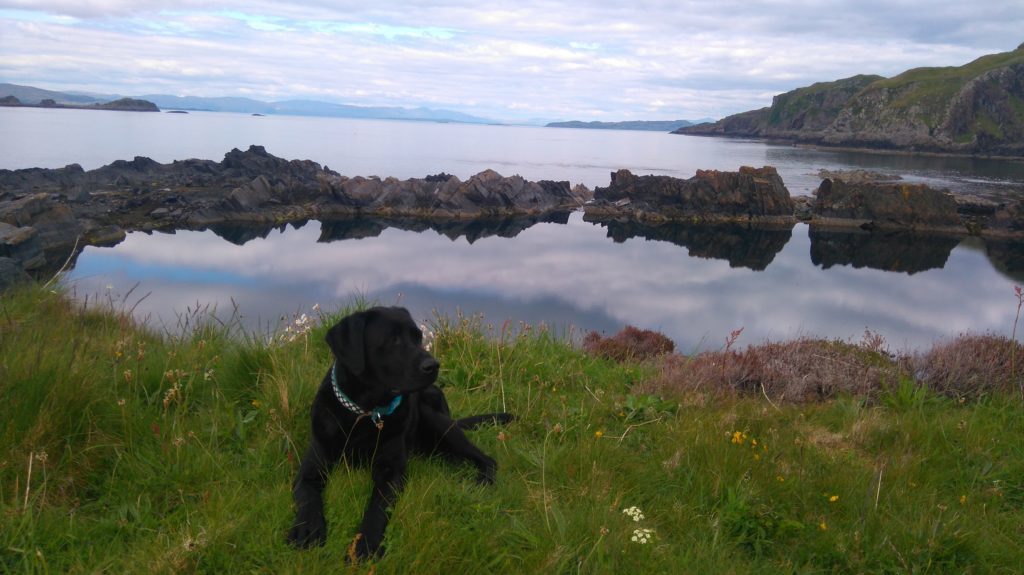 Gayle's dog Toby enjoys Easdale Island.