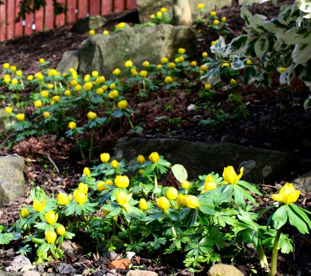 Winter aconites beautiful but toxic