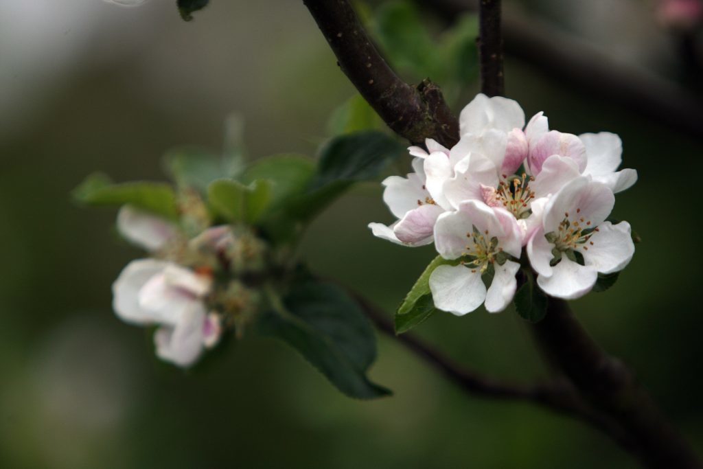 Kris Miller, Courier, 25/05/16.  at park off Millgate road, Cupar where conservation officers, volunteers and local children were planting wildflowers in a bid to help 'Save the Bees'. Pic shows flowers and pollen on fruit trees