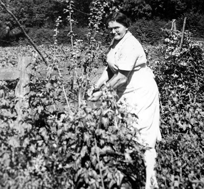 Berry pickers at Blairgowrie