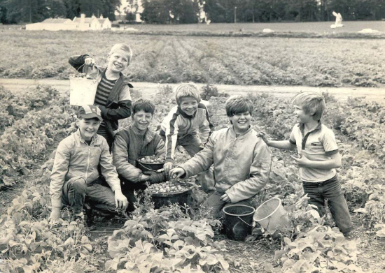 A happy group picking strawberries at Starr In Farm, Longforgan, in July 1985.