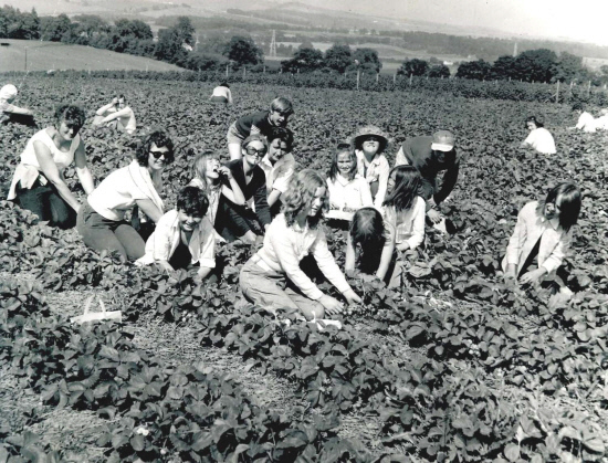 Pickers filling their punnets at Mansfield of Essendy, Blairgowrie in July 1972.