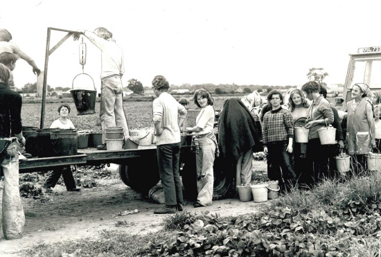 At the weigh-in at Middlebank Farm near Errol in July 1977.