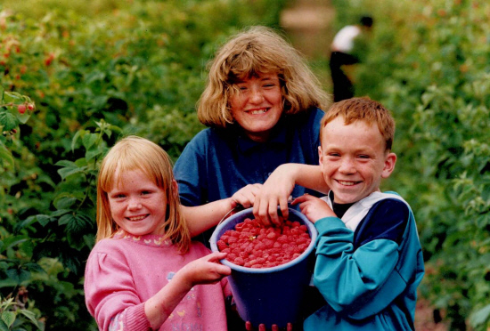 Picking raspberries at Westhill, Inchture, in July 1992.