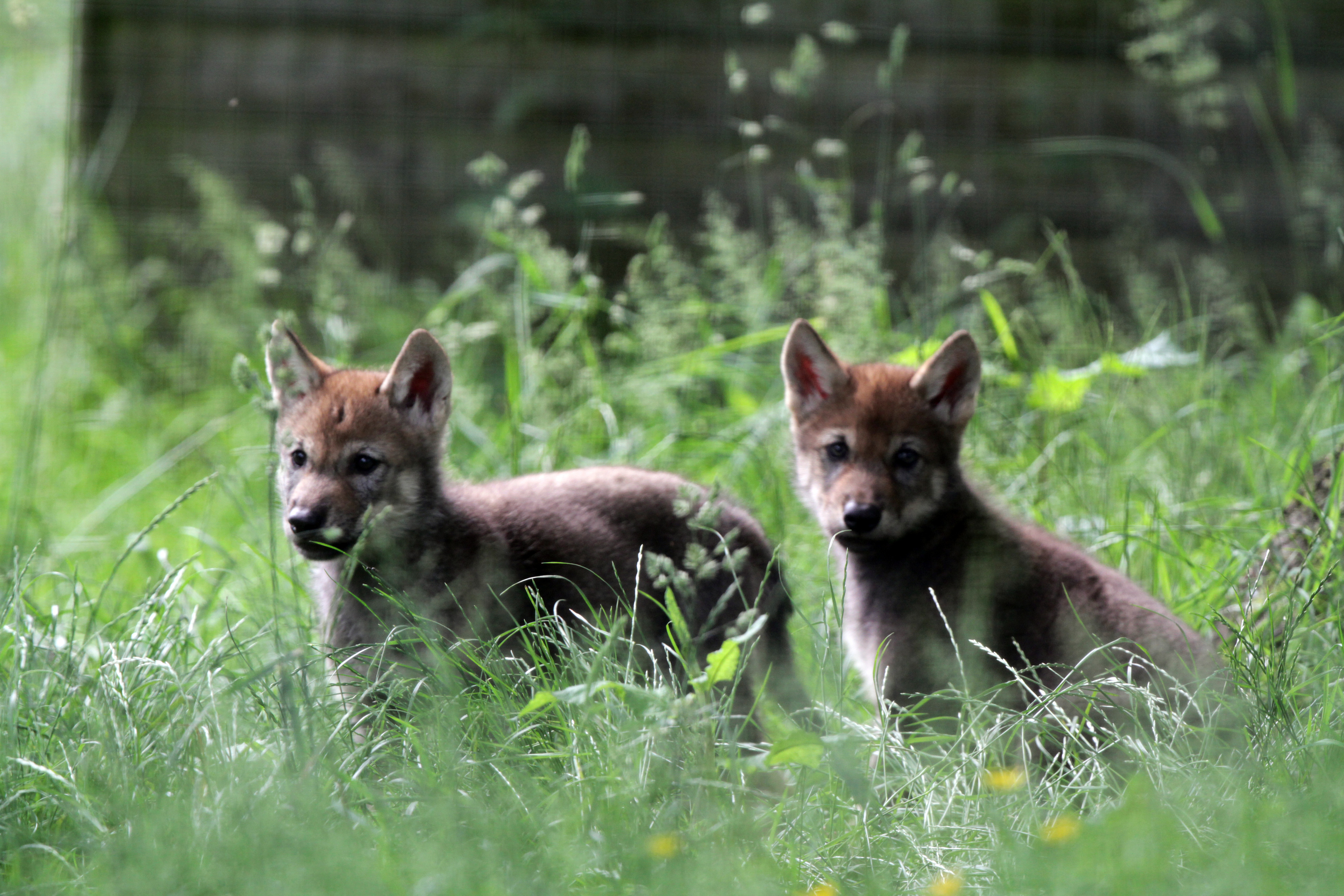 The wolf cubs in the enclosure