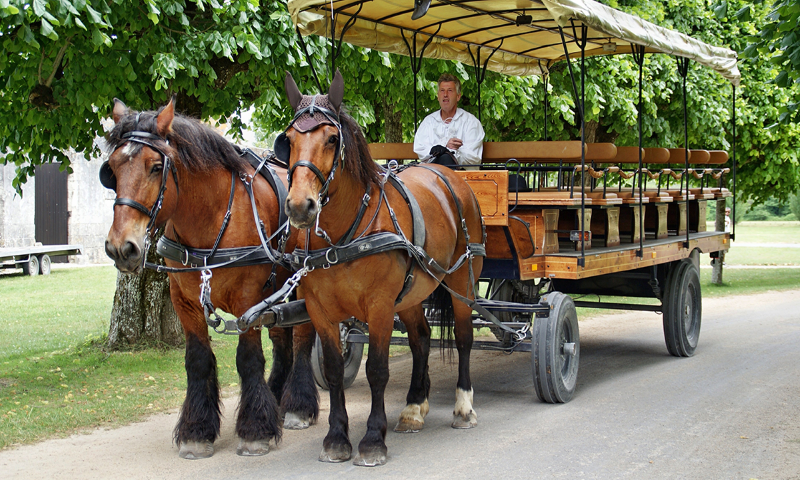 horse-drawn-carriage-tour