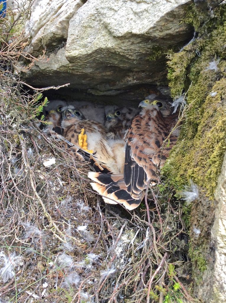 A nest of rare kestrels ringed after breeding on an Angus Glens grouse moor.