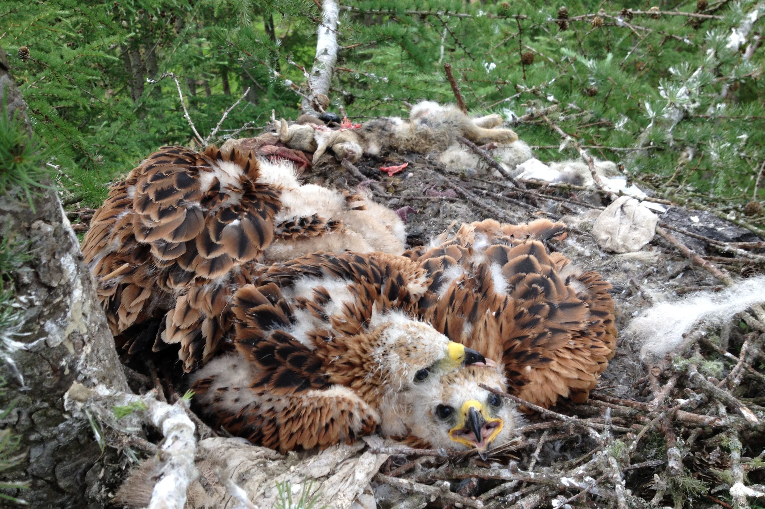 Licensed bird ringers found branded pants and random socks under the red kite chicks.