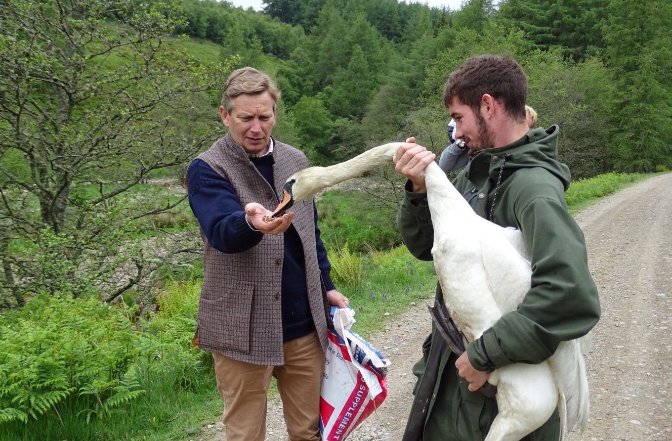 Estate factor Andrew Montgomery gives the swan some food before it is released back into the wild by gamekeeper Dominic Simpson.