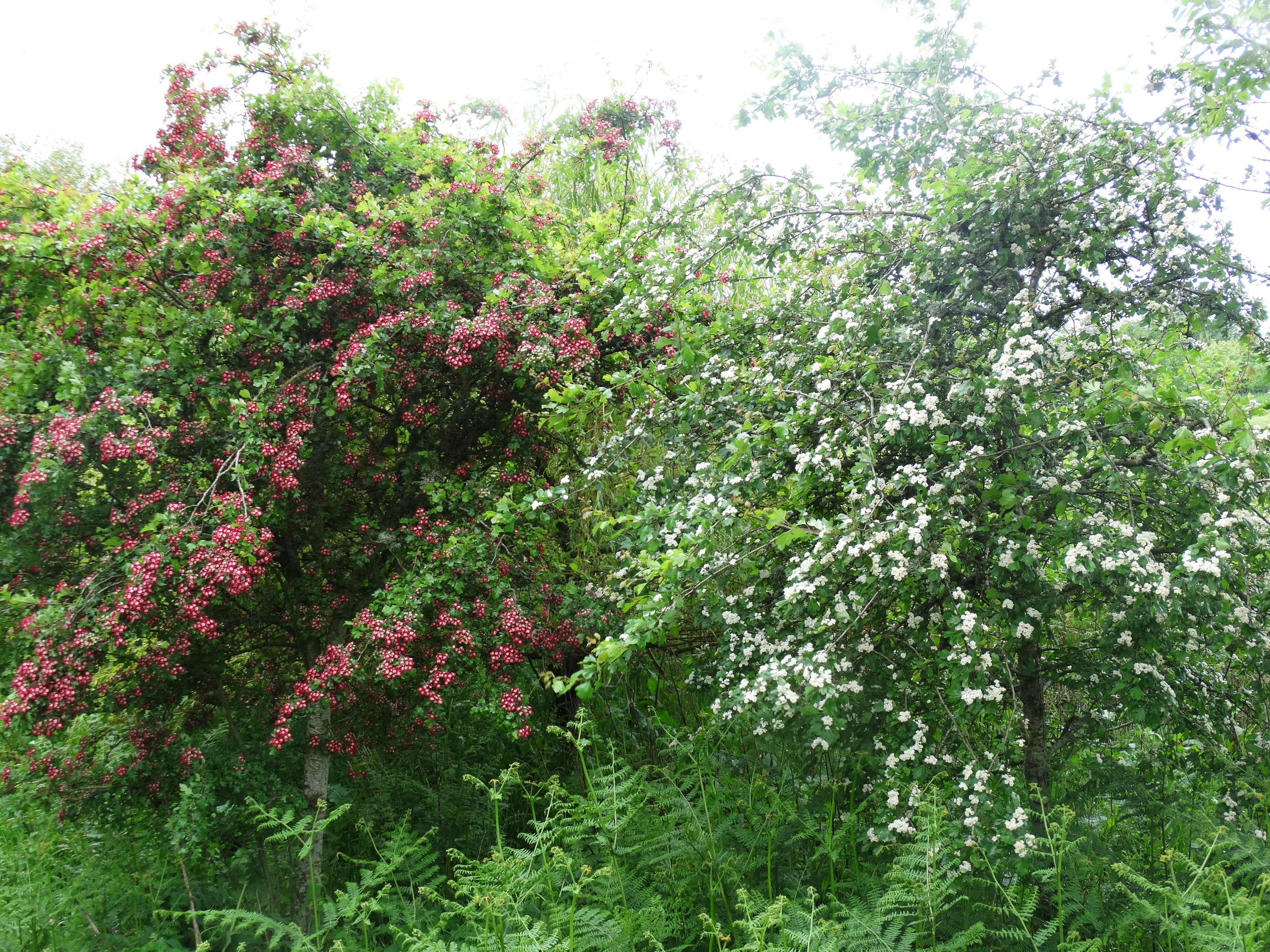 Pink and white hawthorn blossom seen on woodland margins.