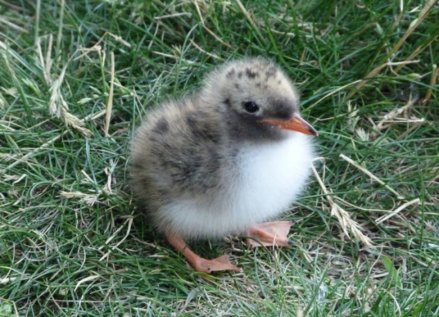 An Arctic Tern chick hatched in recent days