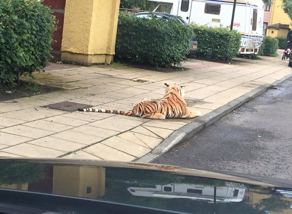 The "tiger" spotted on a street in Perth