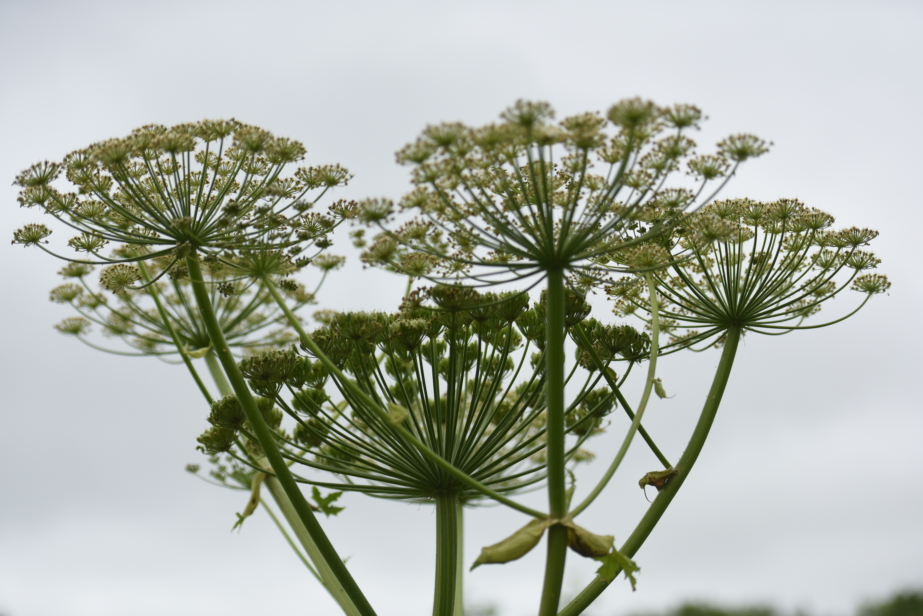 Giant hogweed.