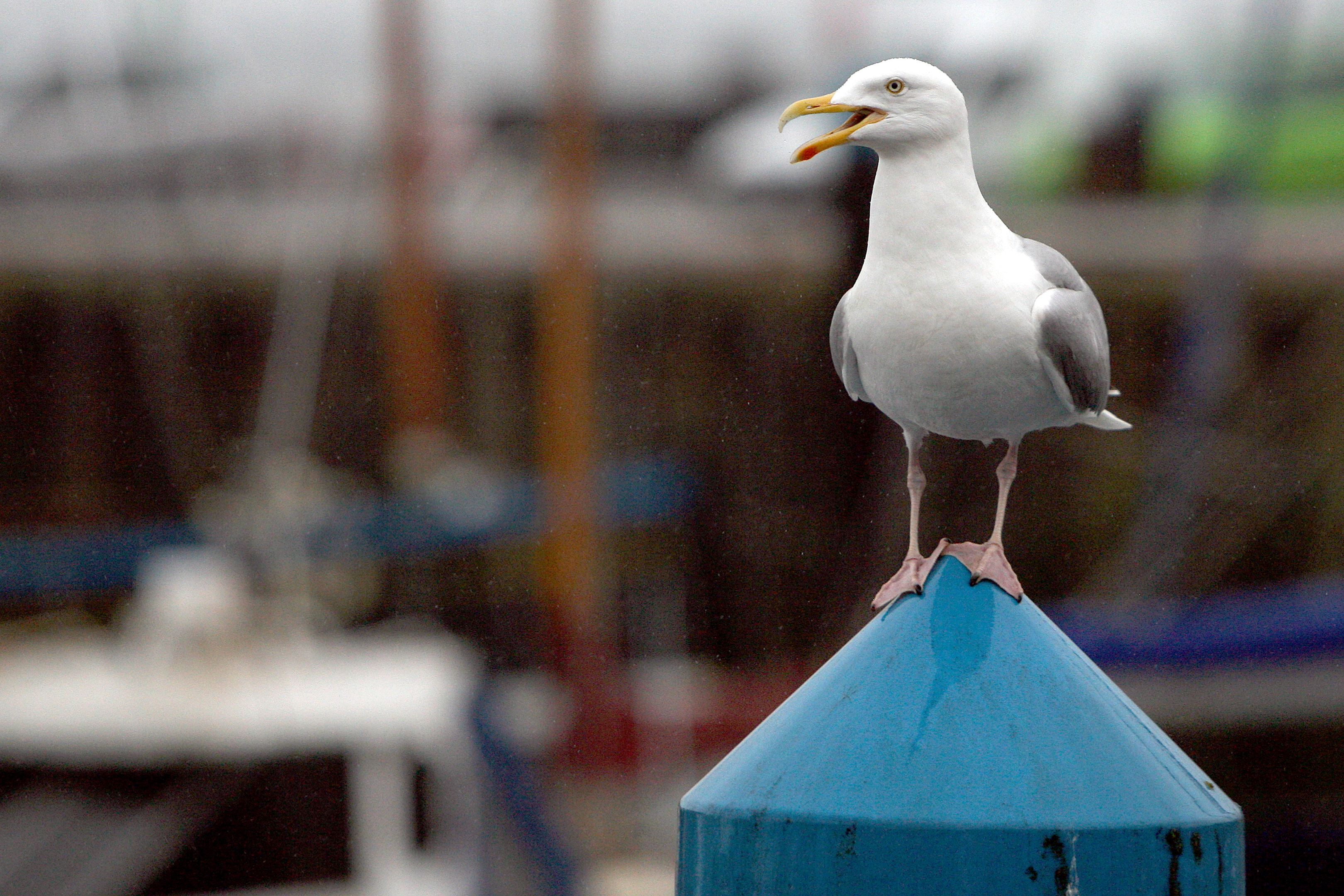 A seagull at Arbroath Marina