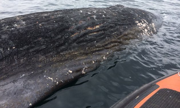 The carcass of the dead sperm whale found near the Isle of May