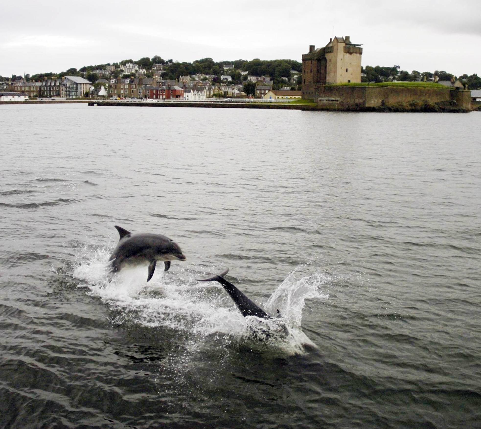 Dolphins in the Tay off Broughty Ferry Castle.