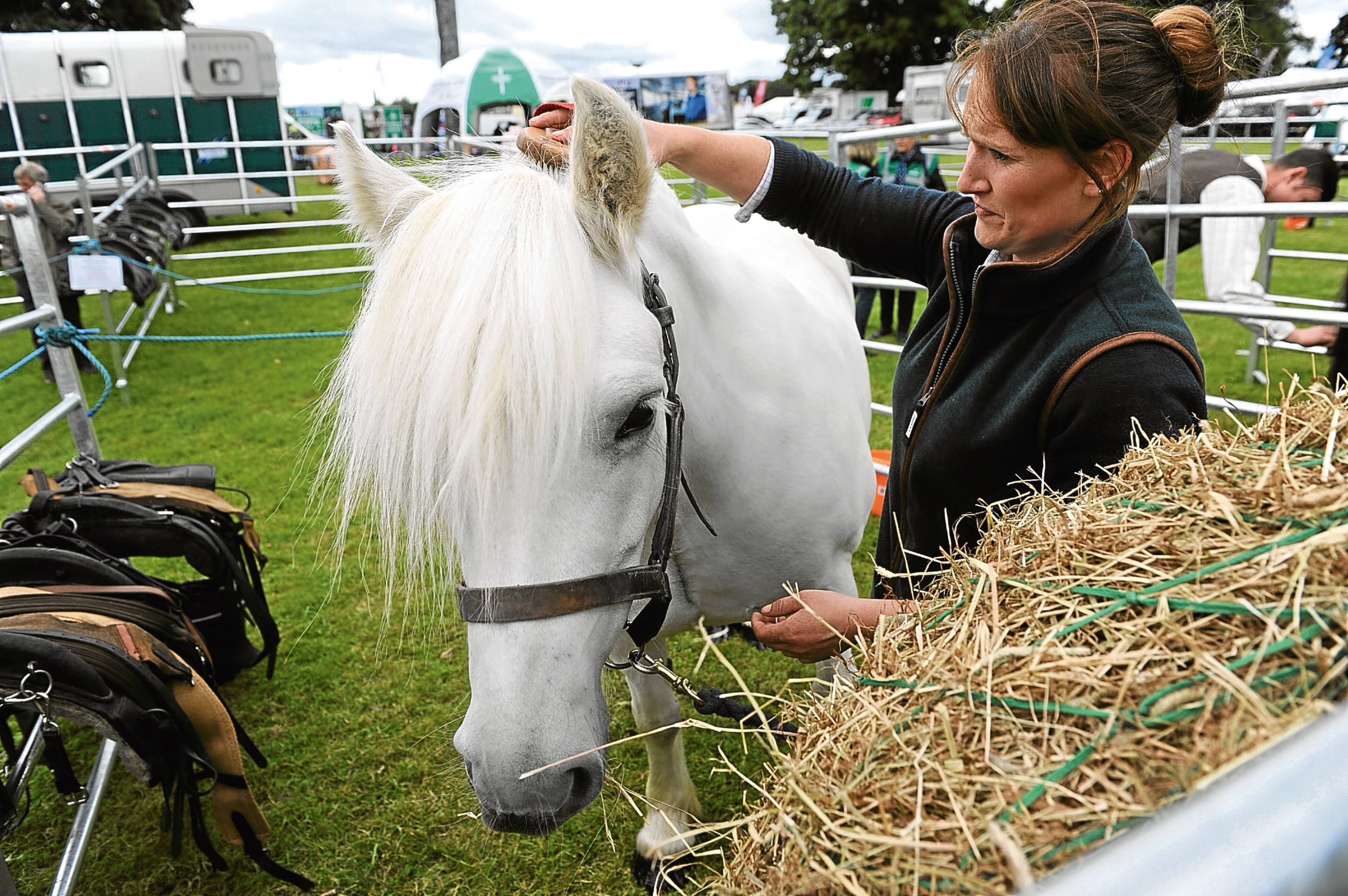 Debbie McLauchlan from Blair Castle Estates with highland pony Atholl Lady Jennifer, who used to bring deer off the hills, pictured at last year's fair. Picture: Kim Cessford.