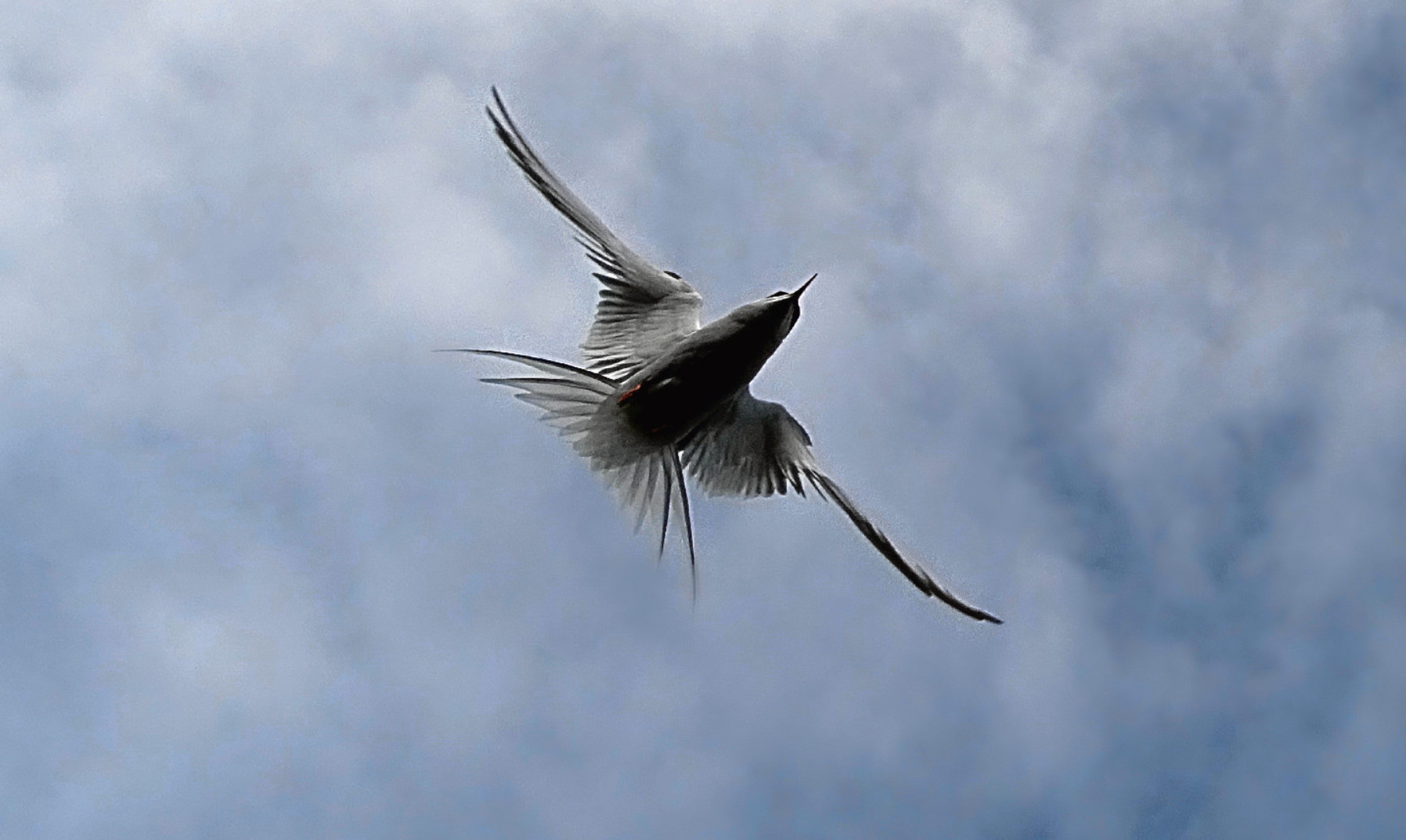 An Arctic tern on the Isle of May in full attack mode.