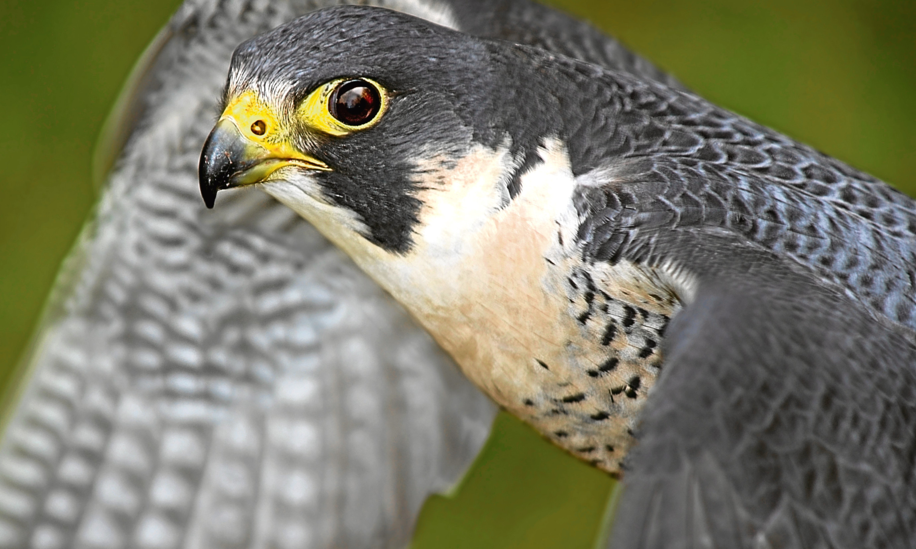 The surprise sighting of a peregrine falcon lifted Jims heart after all the political upheaval of recent weeks.