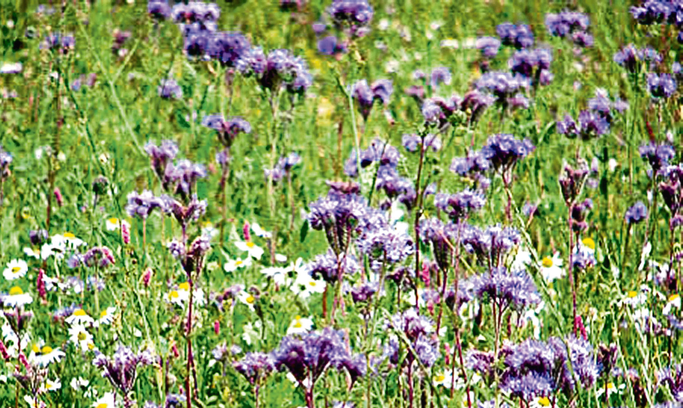 Fields of phacelia, a flower that is not only pretty but also a huge help to nature.