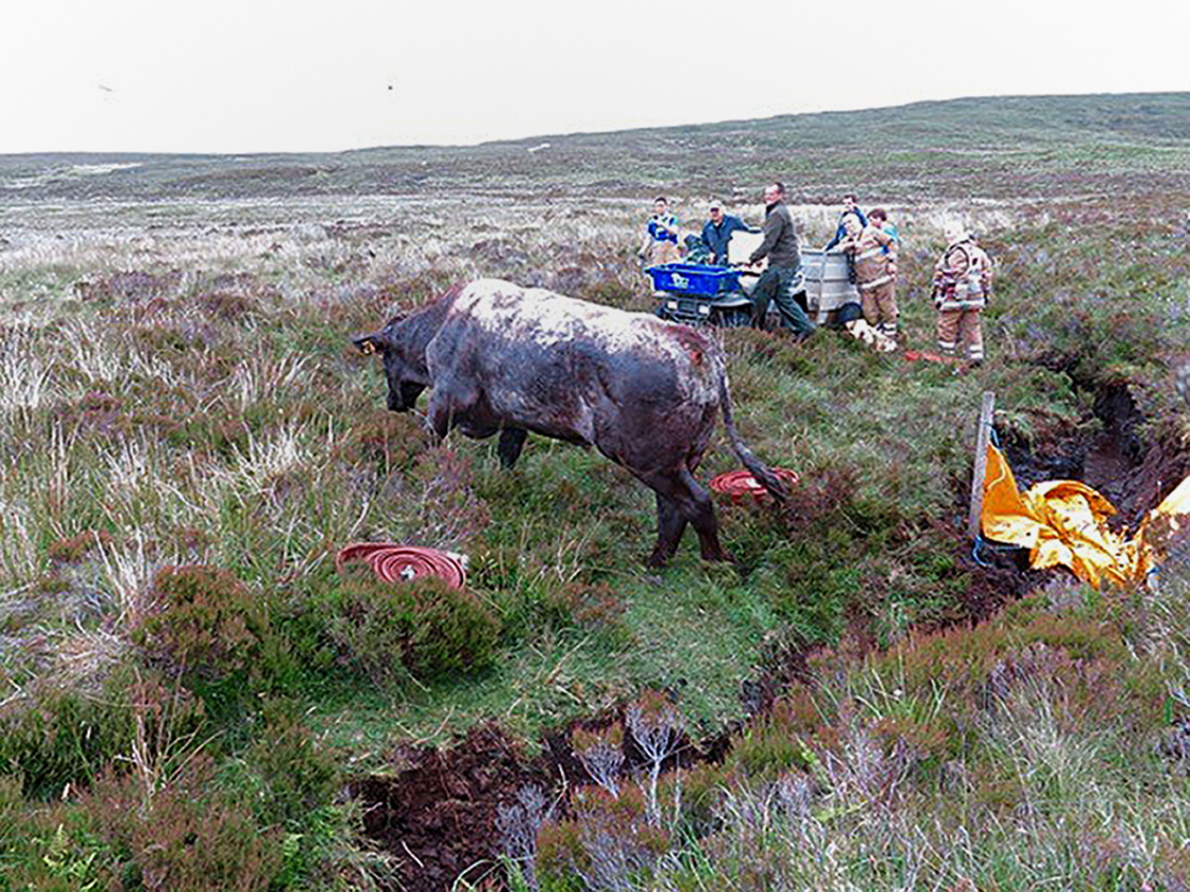 A 15-strong firefighter crew battled to rescue a bull which had been trapped in a ditch for two days on peatland on the Isle of Skye.