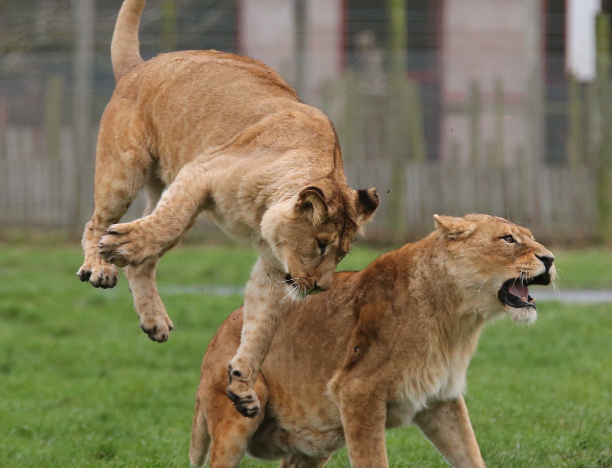 African lionesses at Blair Drummond Safari Park