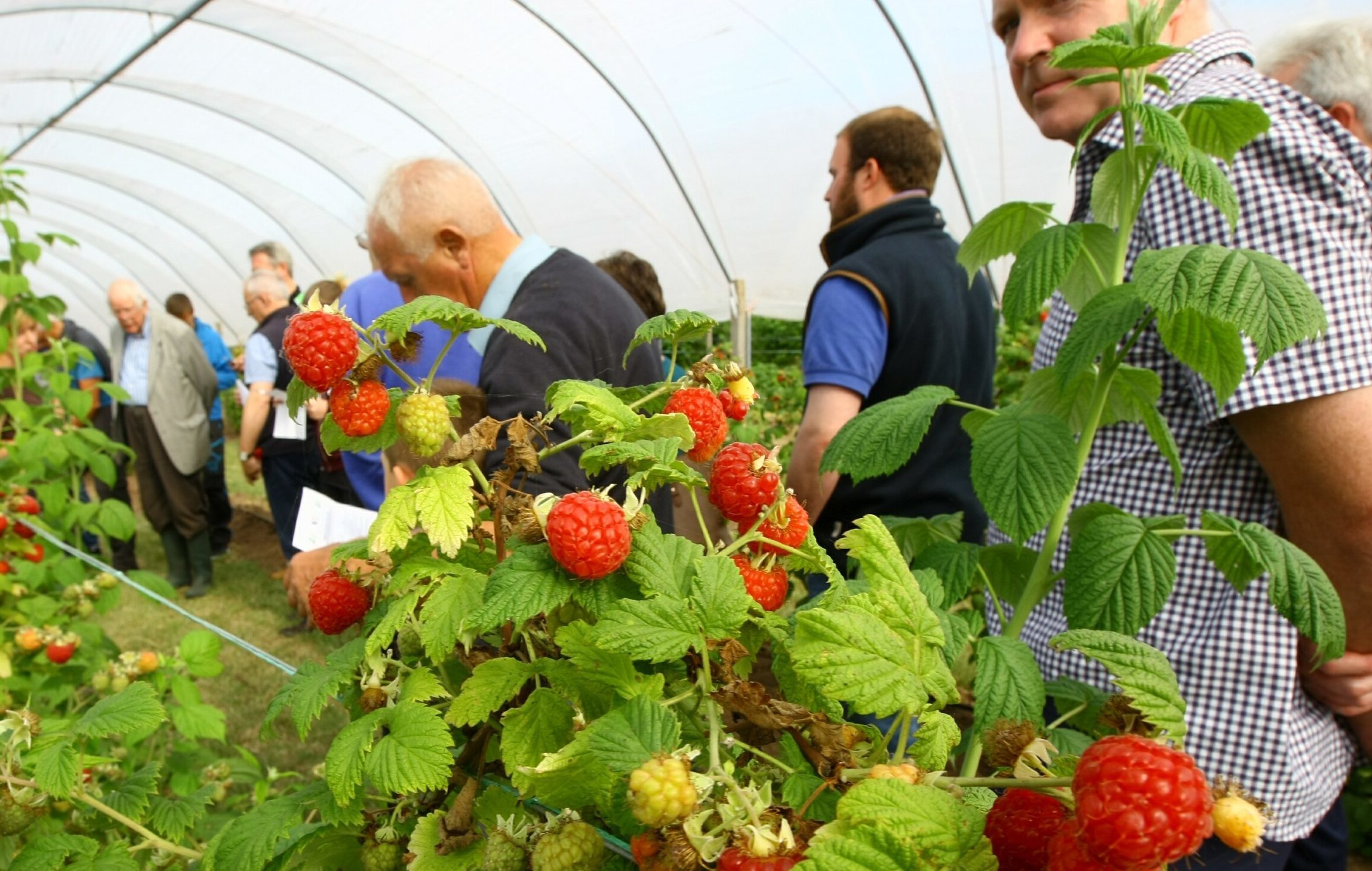 The soft fruit industry relies heavily on seasonal labour