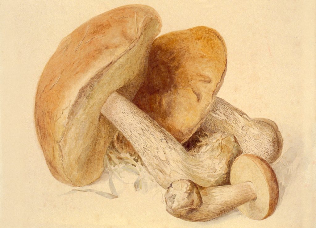 FA107-79-9 Boletus scaber.jpg