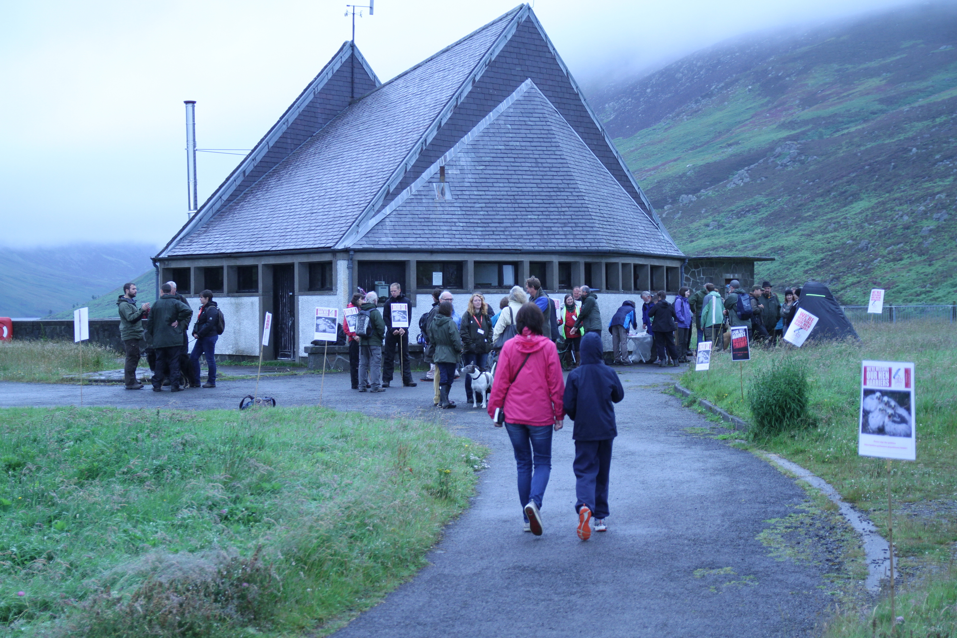 Hen harrier demostration at Glen Turrett in 2015.