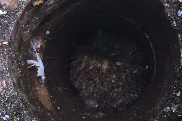 The hedgehog had fallen down a drian hole at Wardykes Primary School, Arbroath