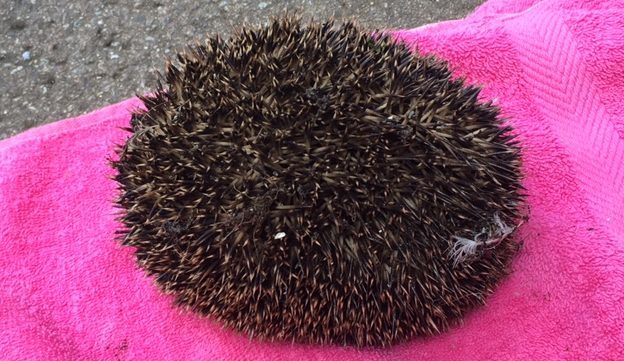 The hedgehog is happy and healthy back in the wild