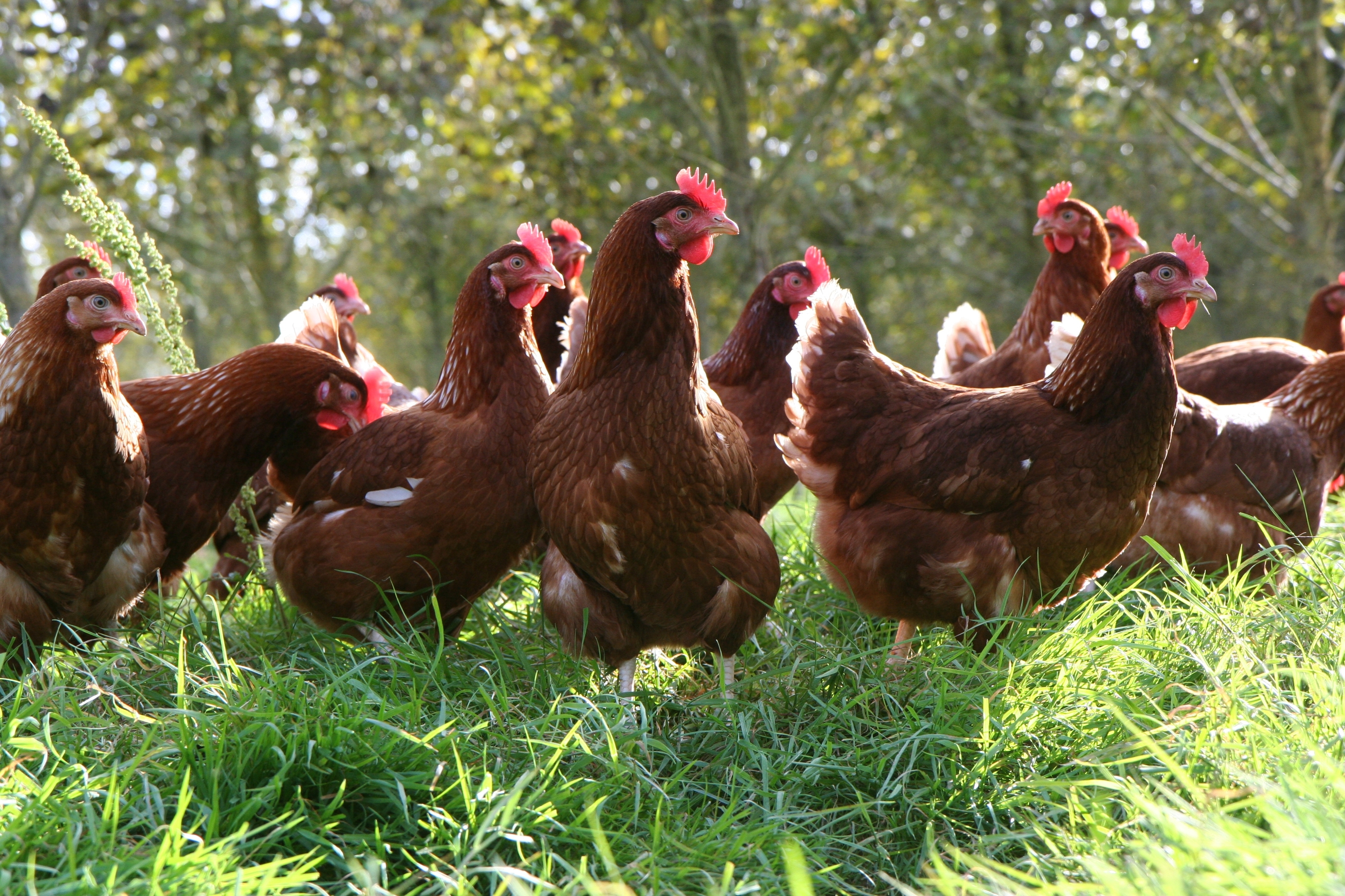 Will retailers pass on the additional costs of producing free-range eggs to their customers?