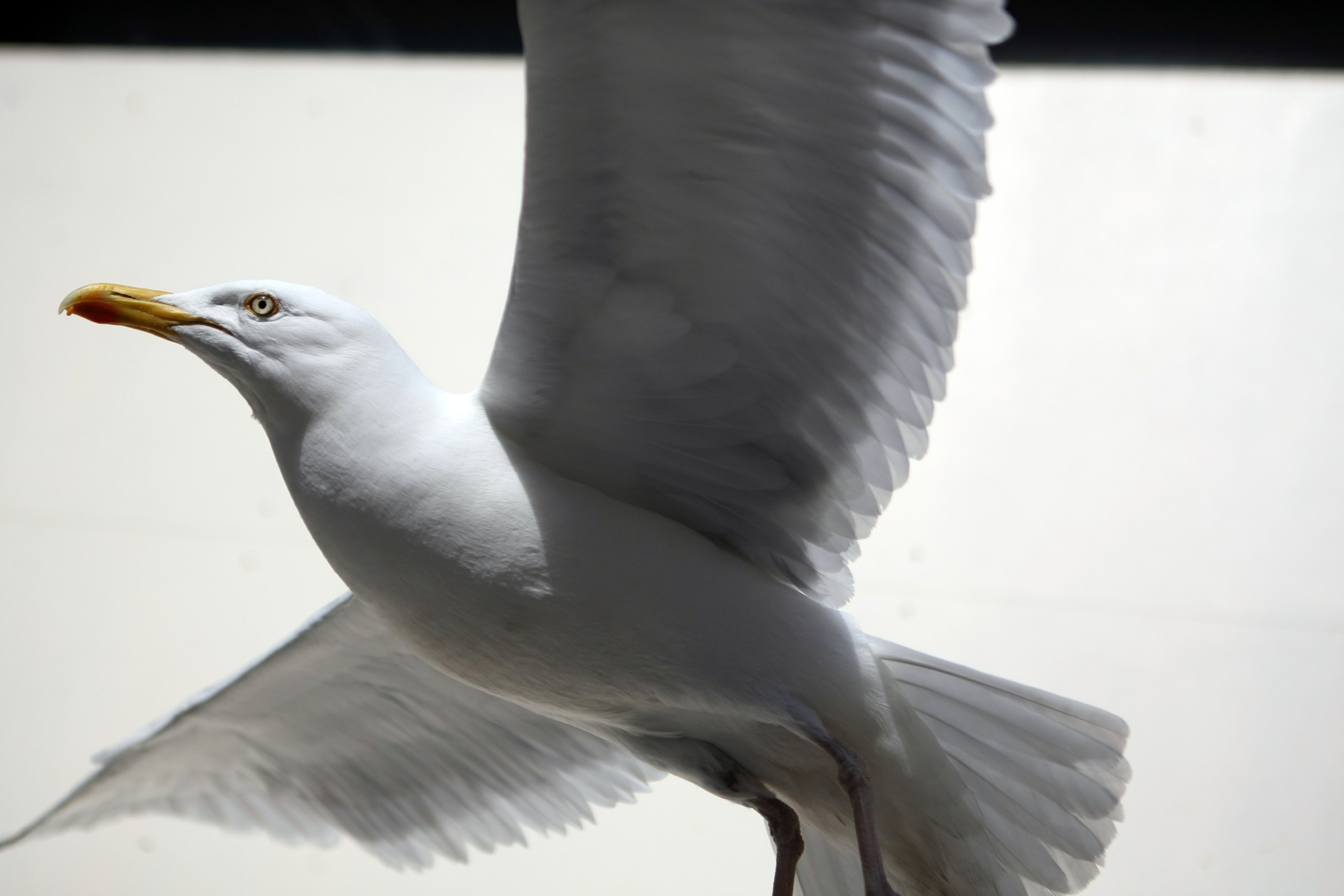 Plans are being drawn up to deal with winged menaces in Fife.