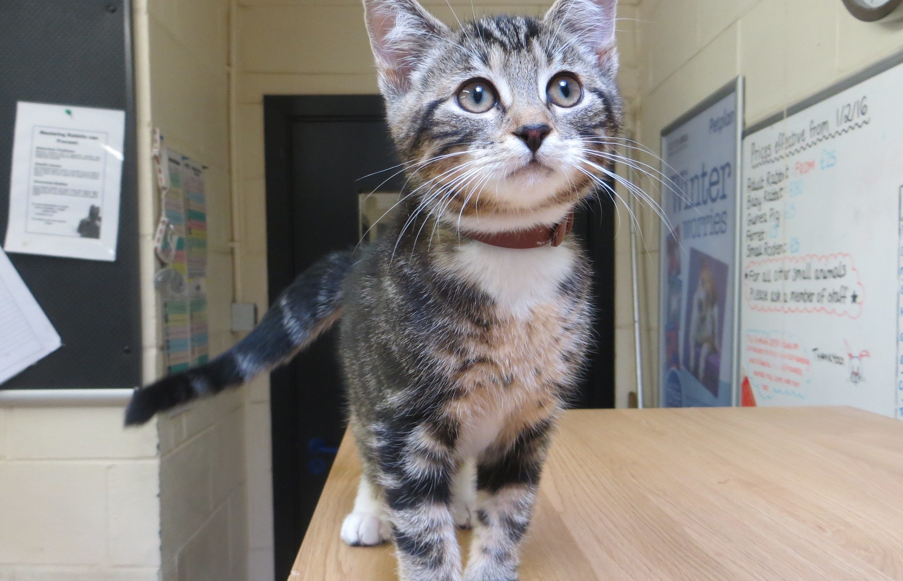 Molly, who was dumped in Blairadam