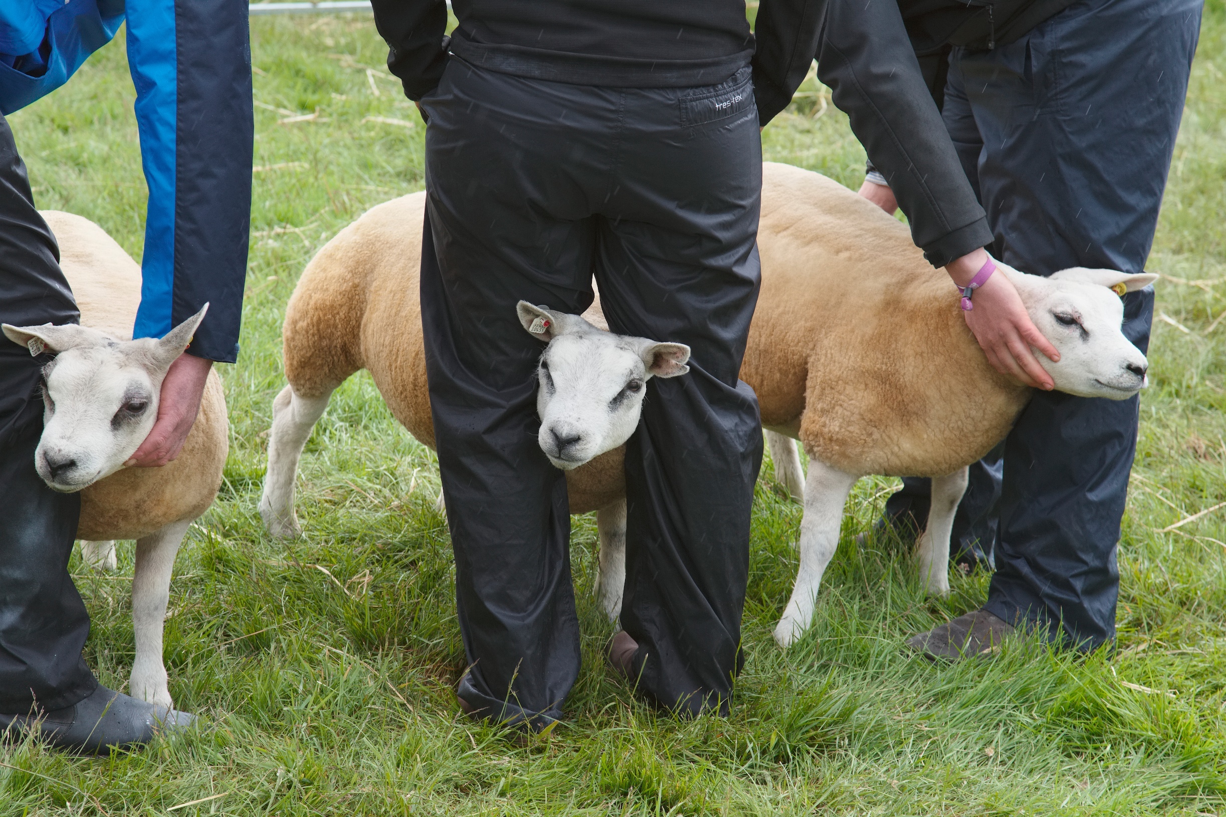 The sheep judging was a highlight of the show