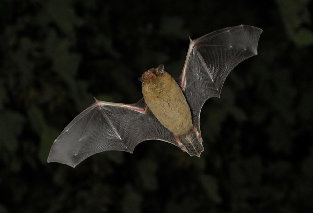 A common pipistrelle bat hunting at twilight.