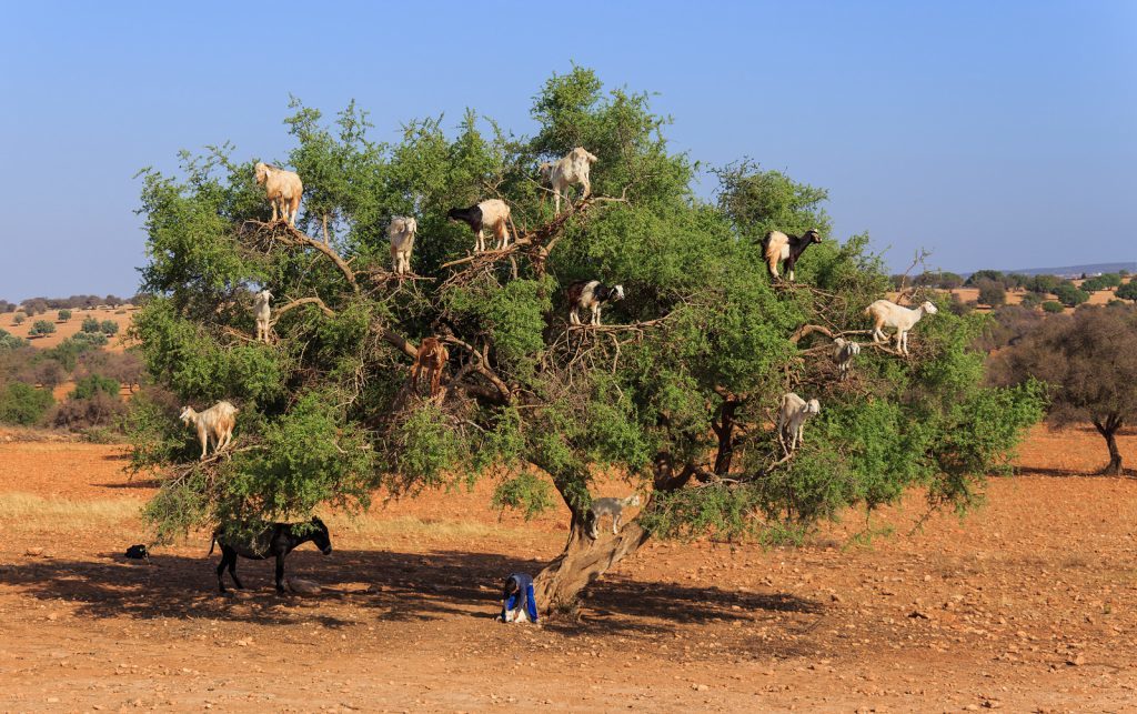 Tree Climbing Goats of Morocco