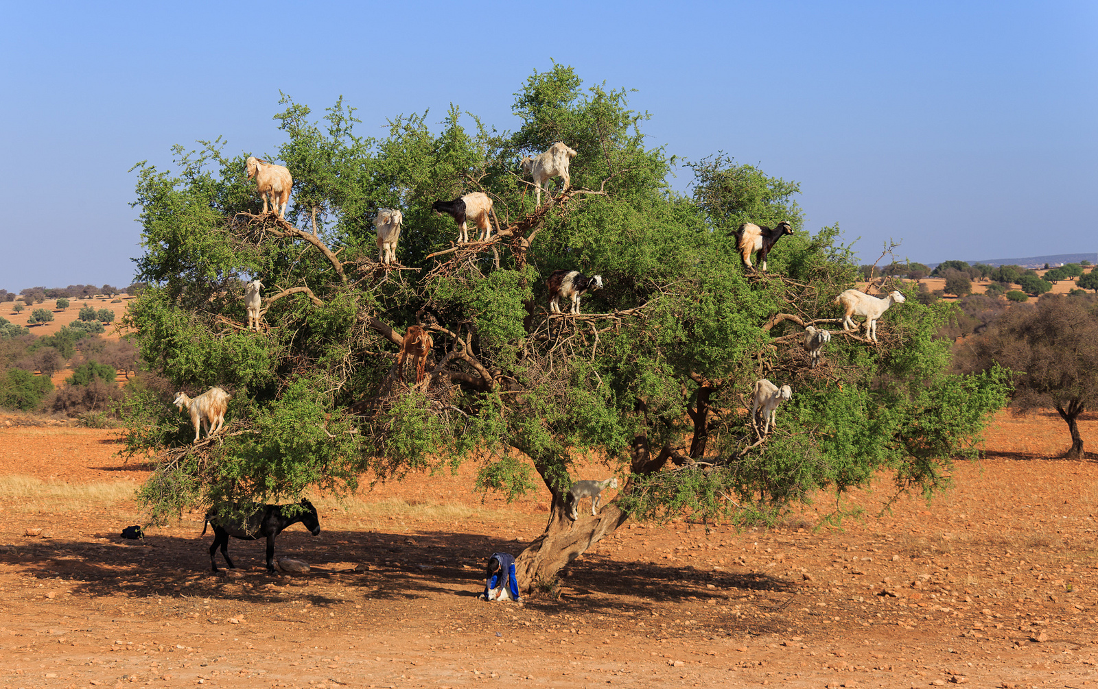 strange-tale-of-fife-s-tree-climbing-cow-the-courier