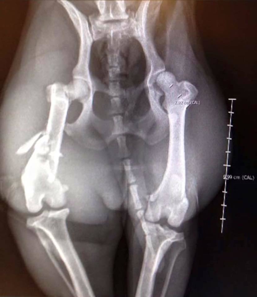 The X-rays show some of the injuries.