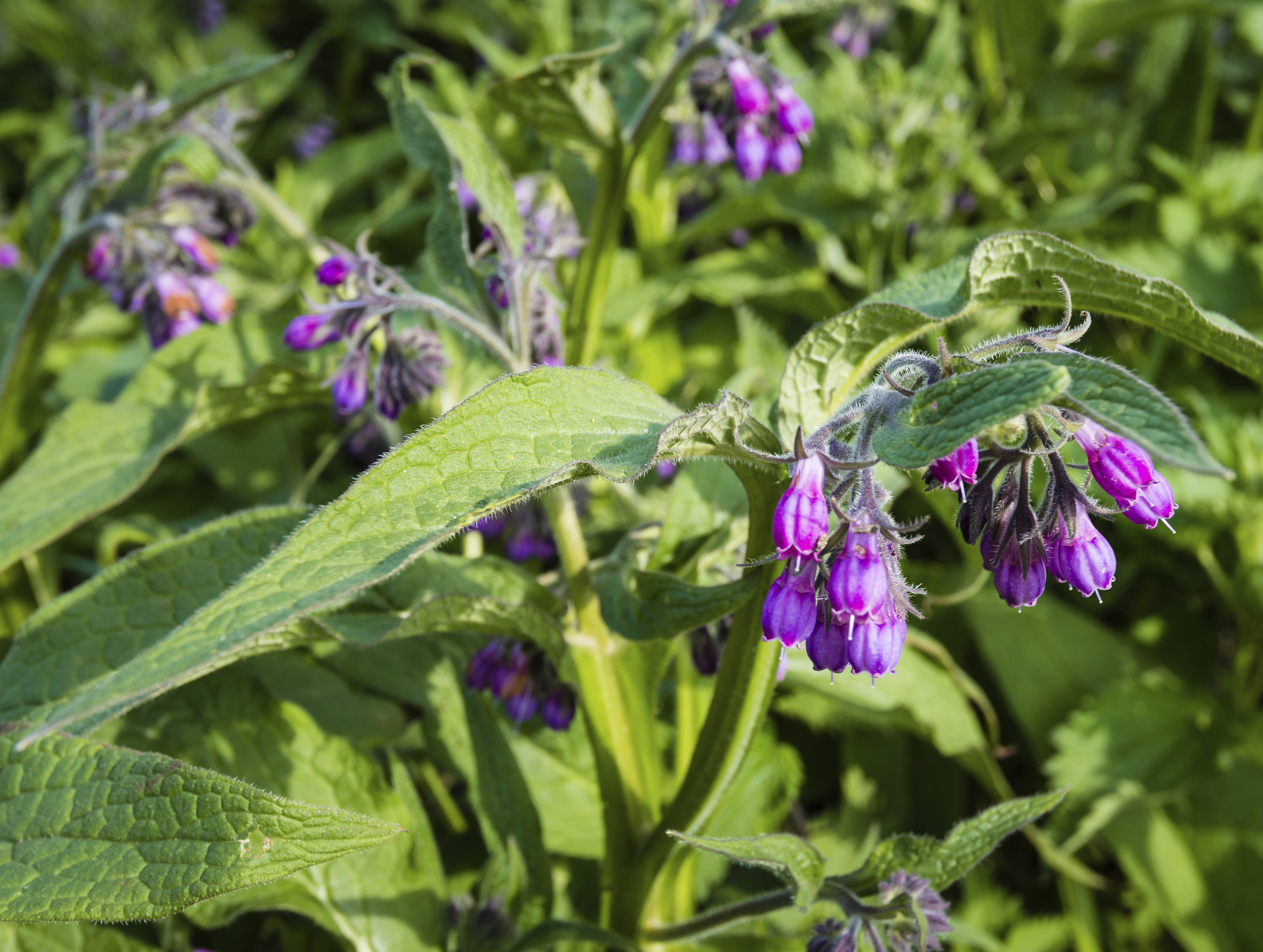 Purple and violet flowering common comfrey or Symphytum officinale.