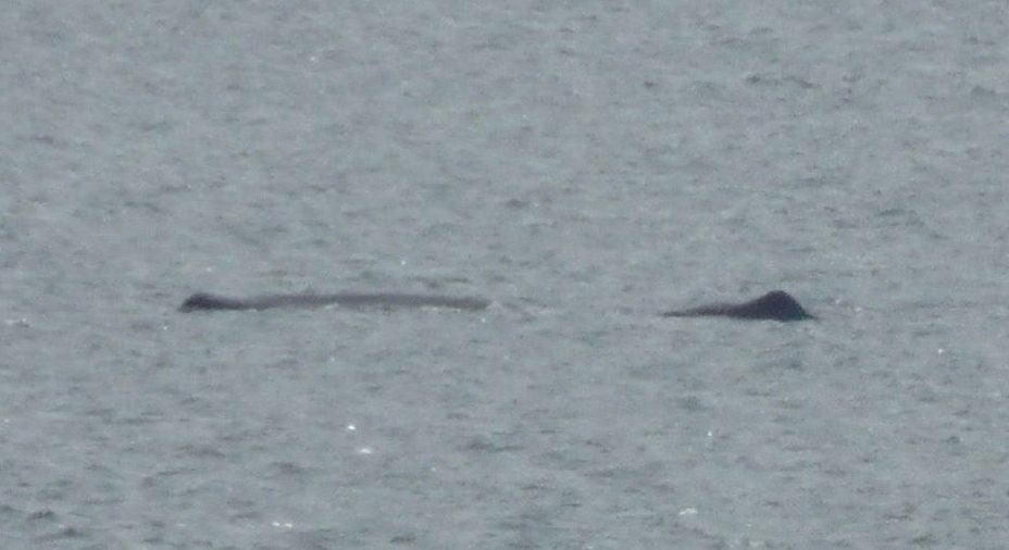 The whale or whales spotted in the Forth.