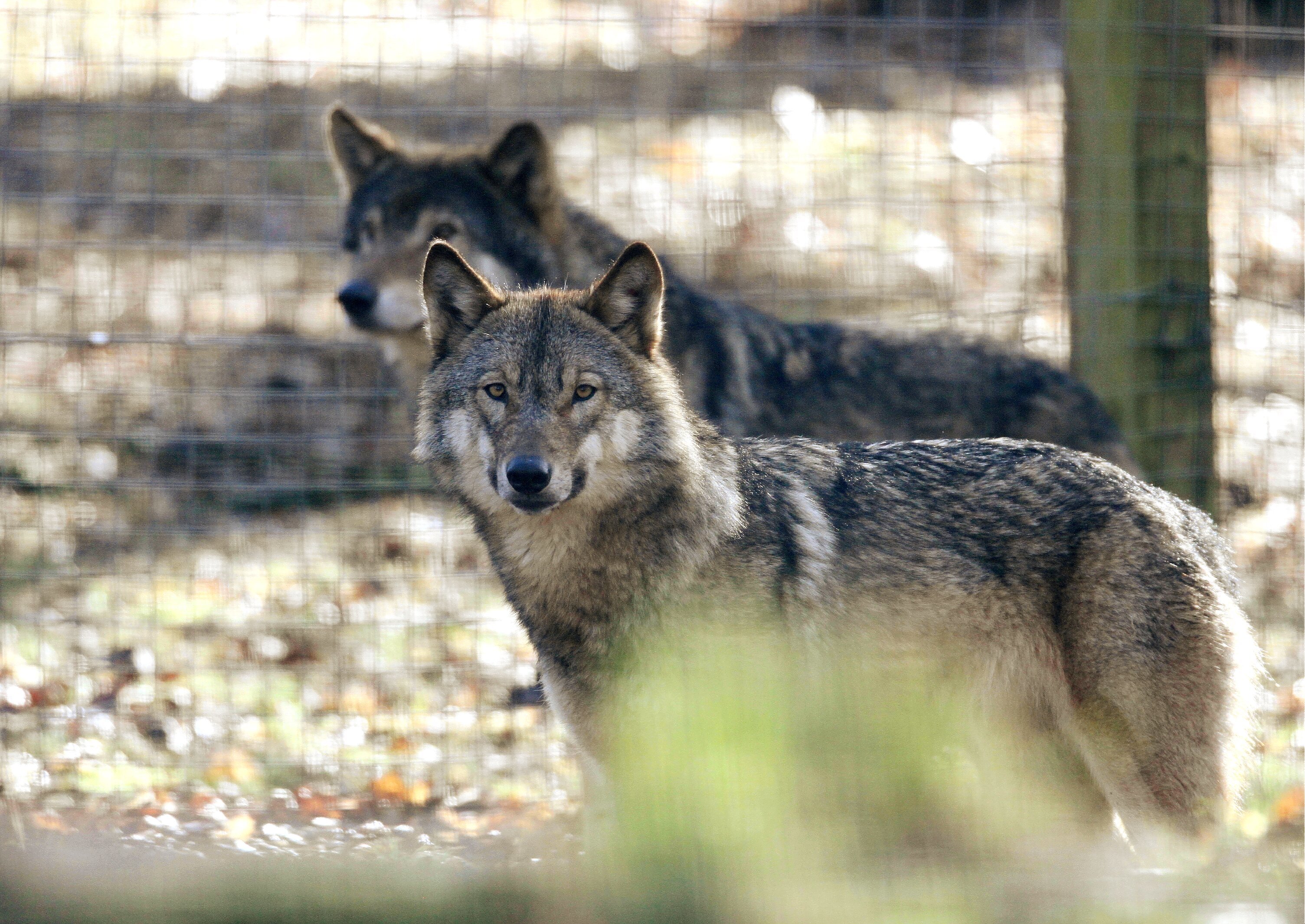 Parents Aurora and Loki have been at the centre since March.