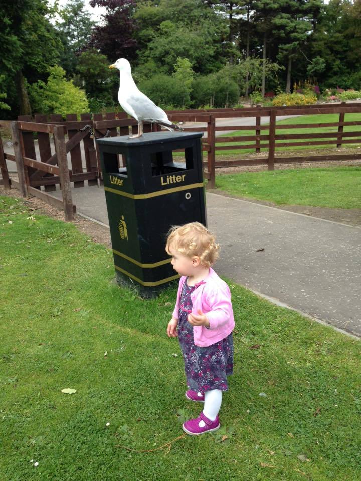 Little Zoe seagull selfie hunting at Craigtoun Park.