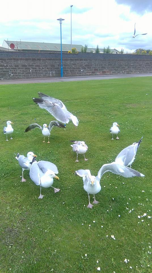 These gulls were spotted by Carol Mair in Arbroath.