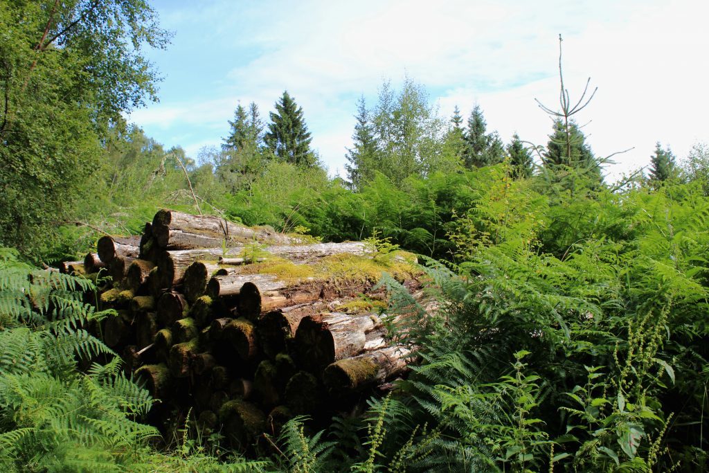 An old timber stack in Logierait wood.
