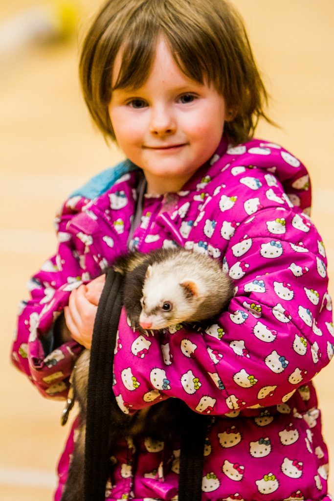 Five-year old Amy Paterson holds Pickle the ferret.