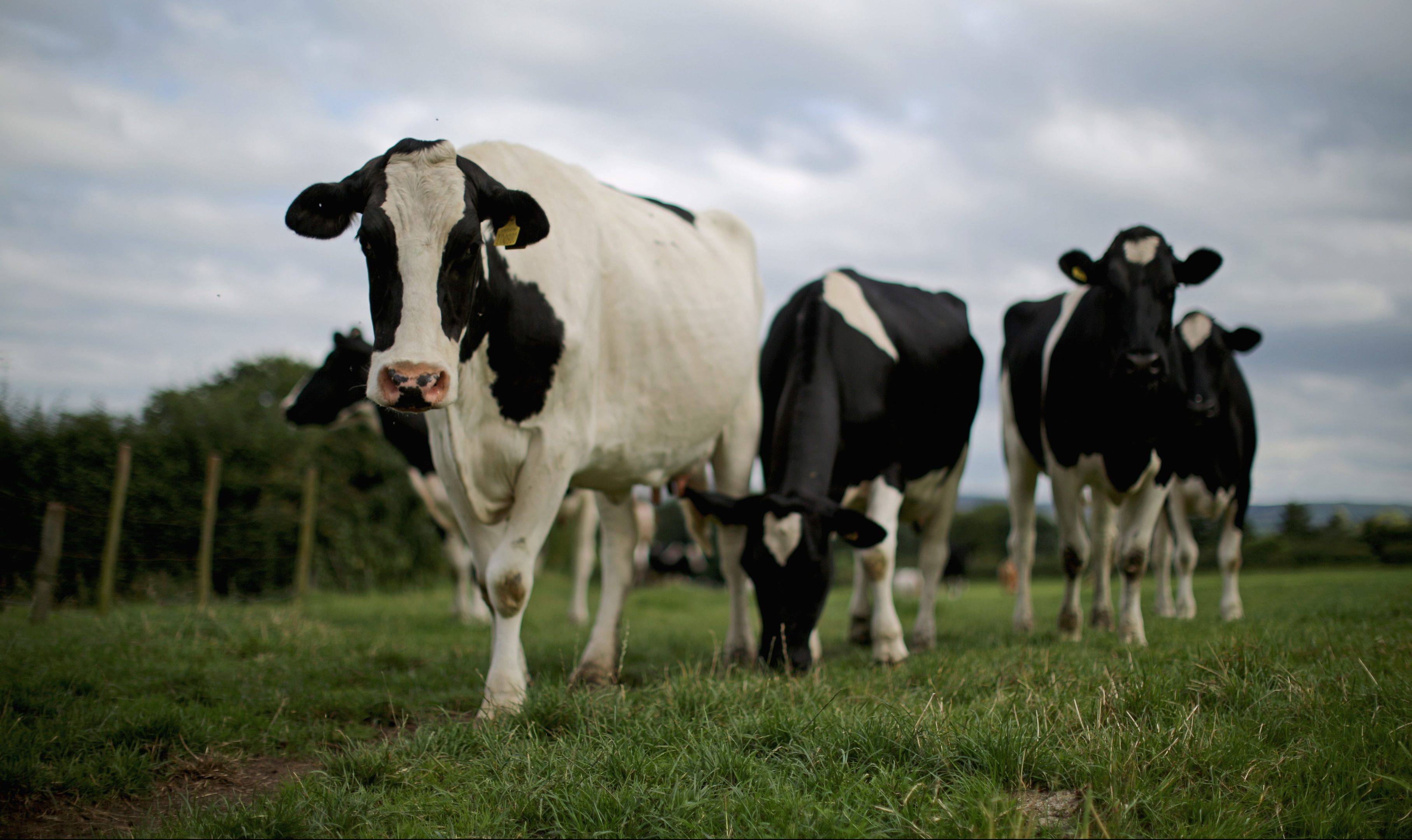 A crisis fund of £2.4 million is available to dairy farmers