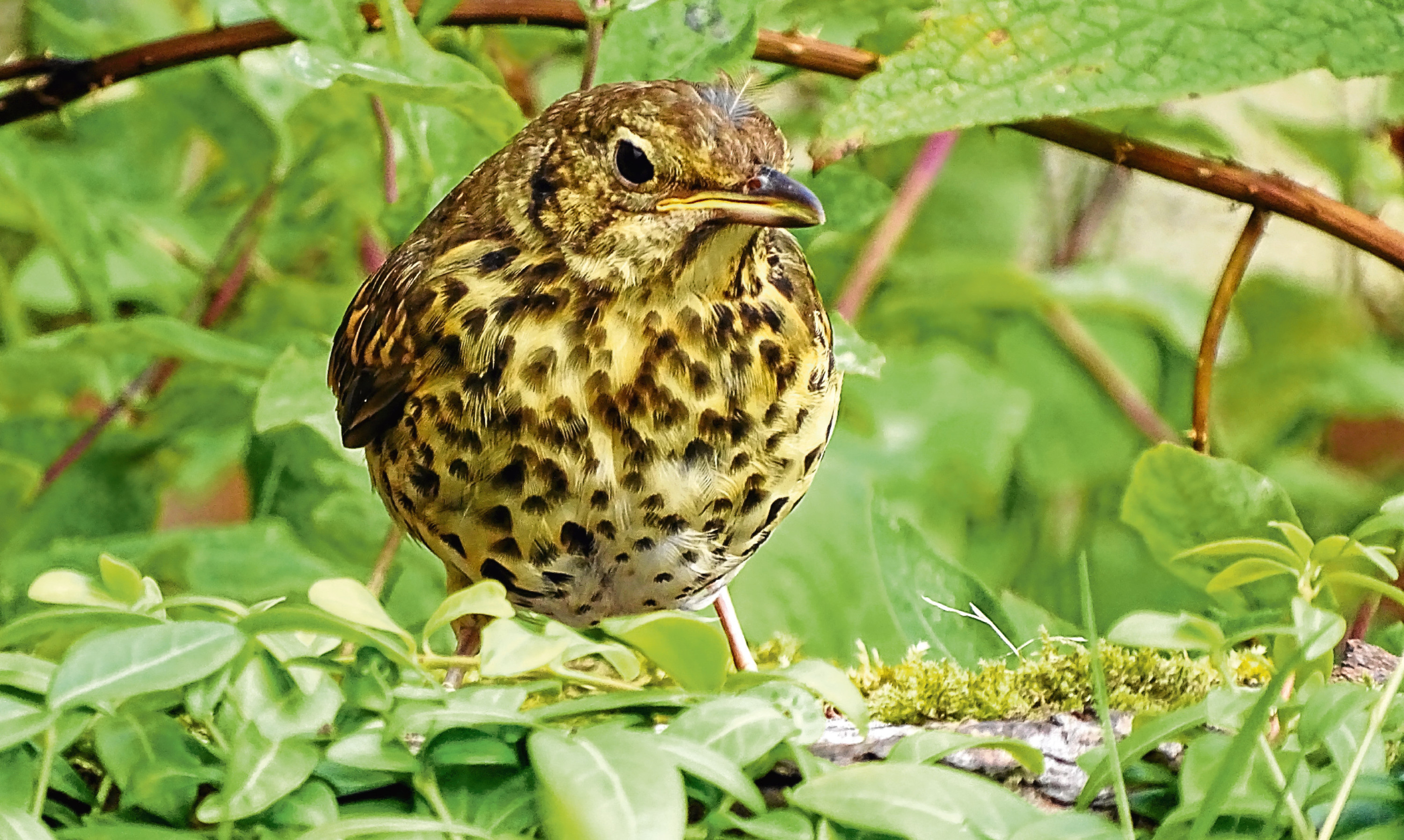 The thrush Jim Crumley nursed back to health after it collided with his french windows.